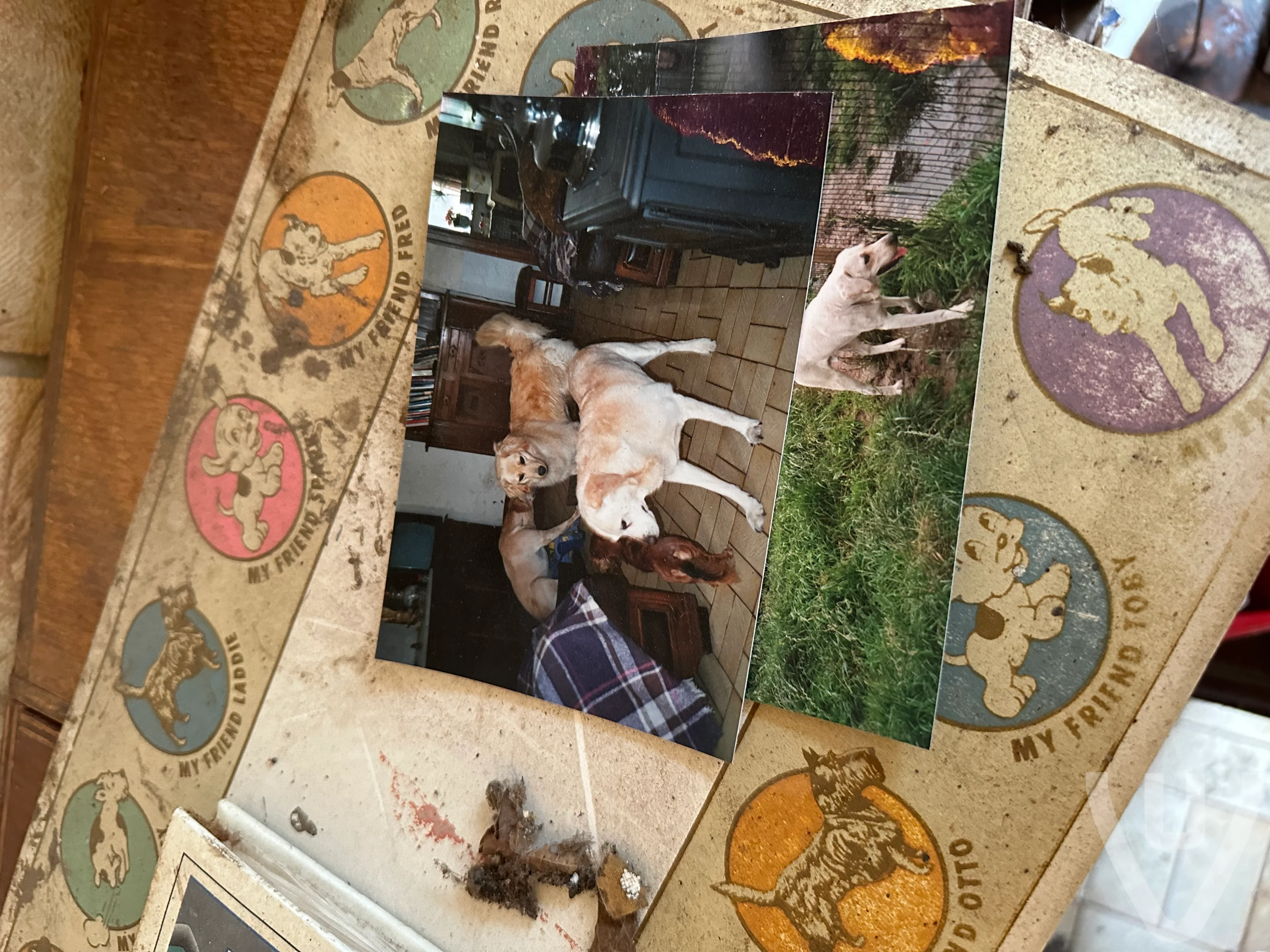 Farm Heidehoeve/The Dog Shelter/ Le Refuge Pour Chiens urban exploration location in Belgium - Image 11