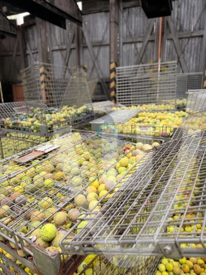 Lost Tennis Balls / Tennis Ball Factory urban exploration location in Belgium - Image 3