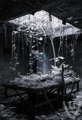 Victory of Nature urban exploration location in Poland - Image 2