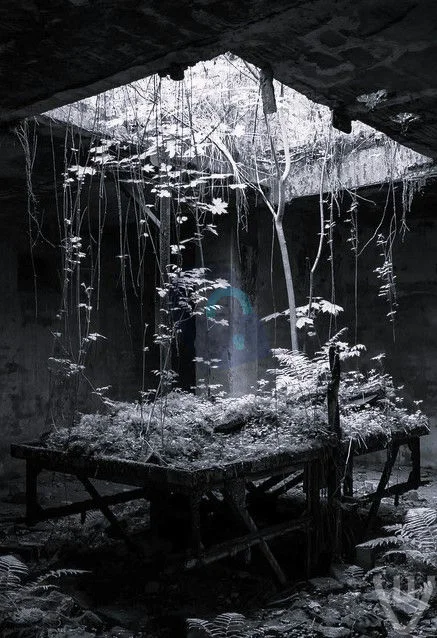 Victory of Nature urban exploration location in Poland - Image 2