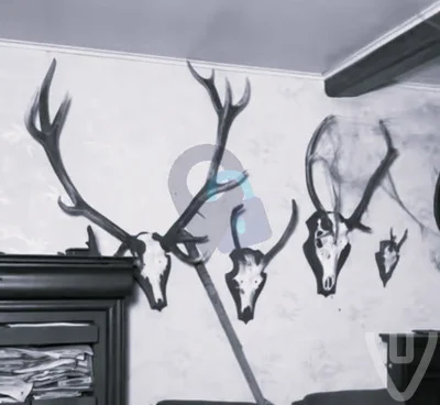 House with the deer skulls urban exploration location in Belgium - Image 2