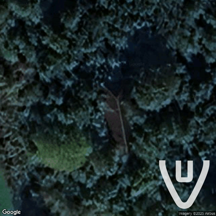 Mansion in the Forest