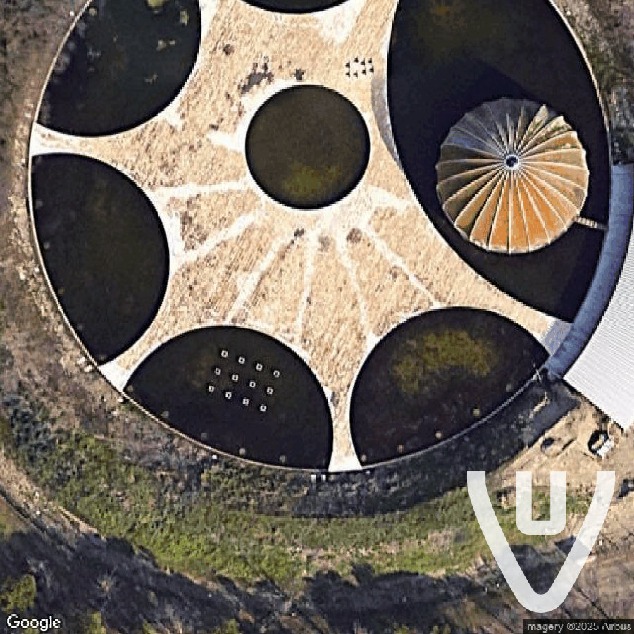 Woodpecker Discoteca