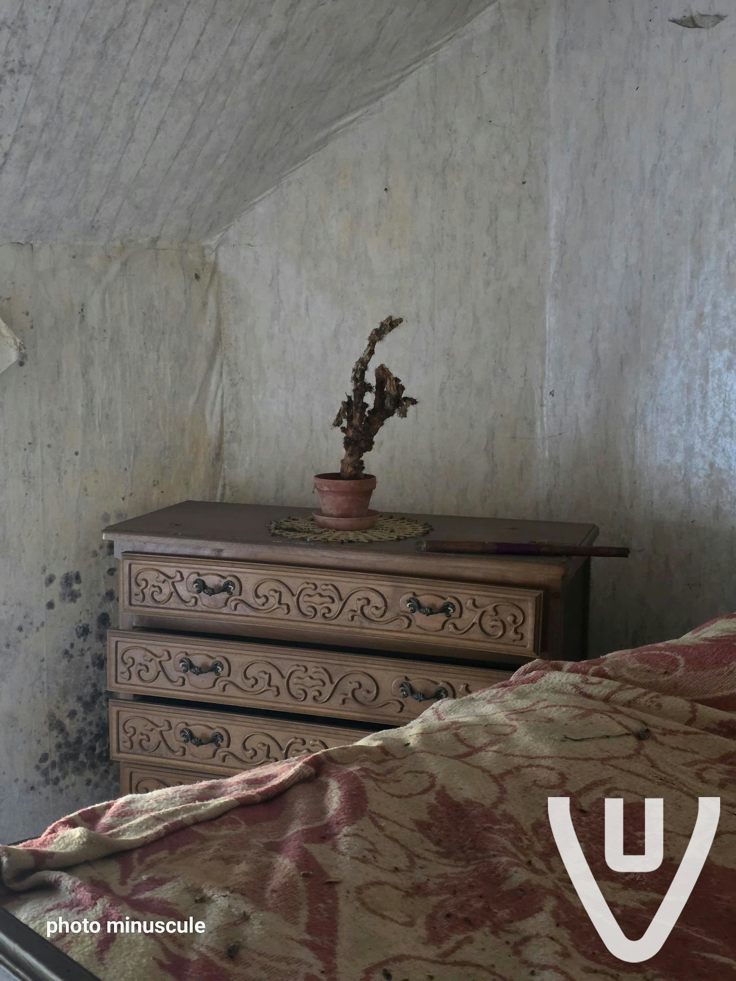 Maison Cactus / Maison Chokotoff