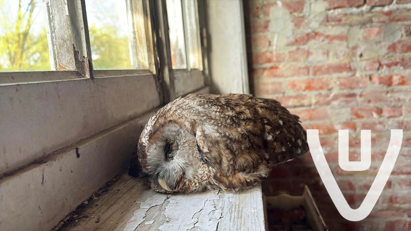Groote boerderij met gebouw en huis