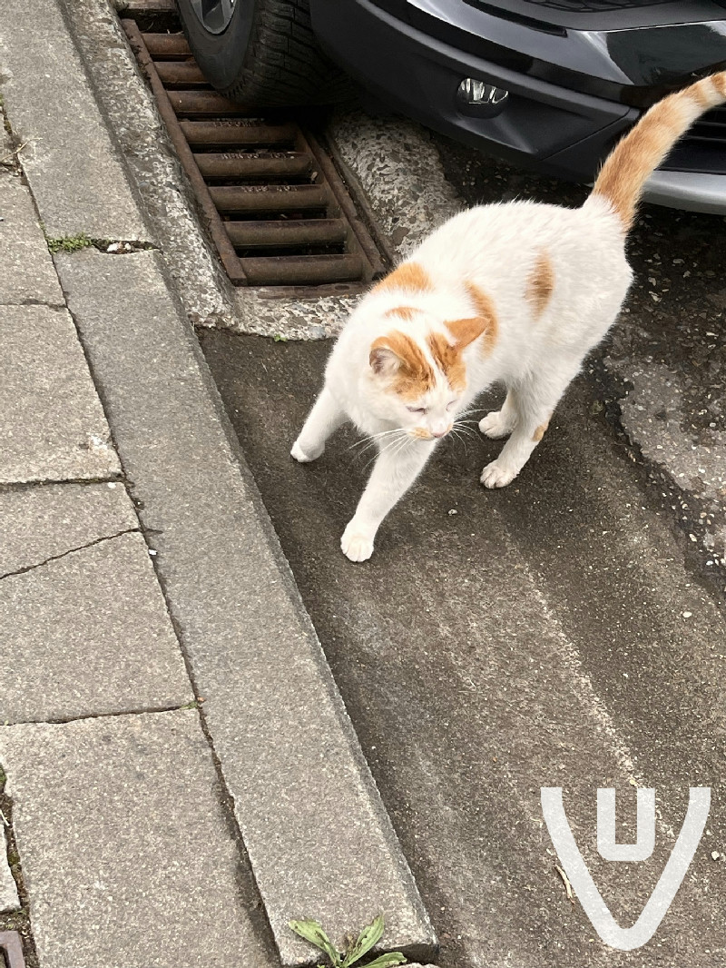 We found stray/owned cats that lived in the abandoned houses