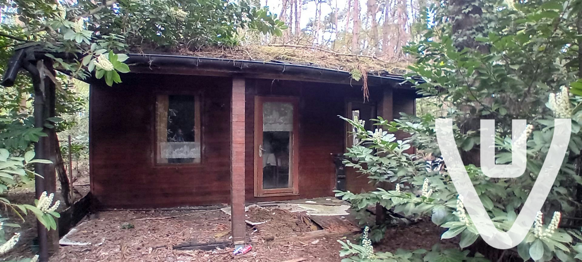 Chalet White Spiders