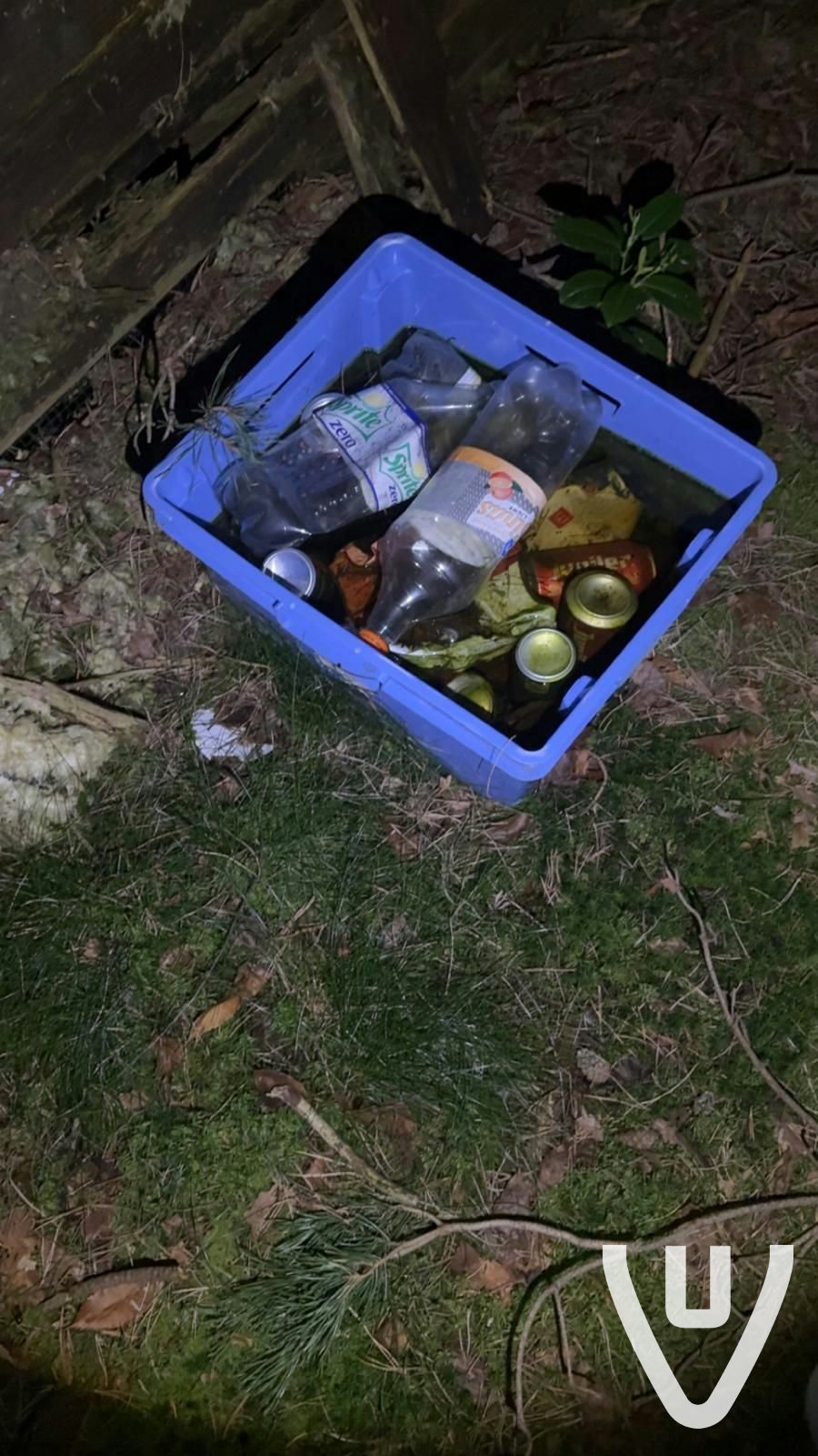 Chalet White Spiders